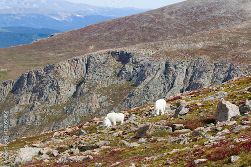 Mountain Goats on Mount Bierstadt in the Arapahoe National Fores photo