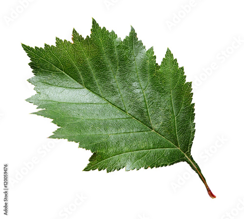 Closeup of green hawthorn leaf