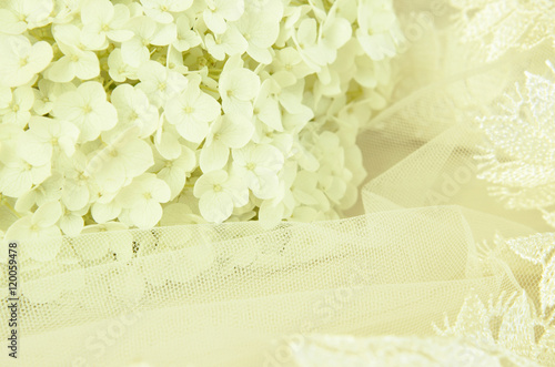 White hydrangea flowers and...