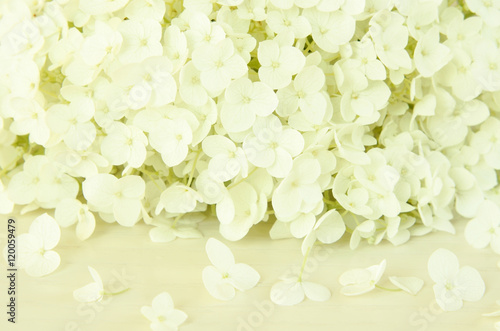 White hydrangea flowers