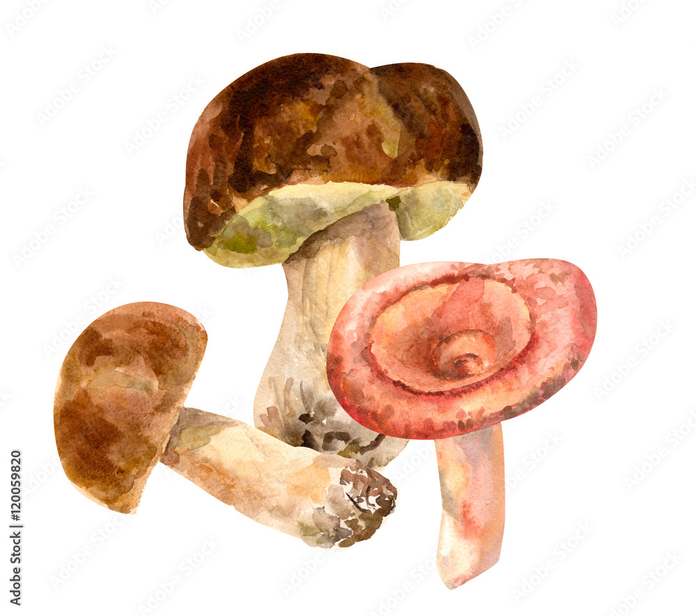 Set of mushrooms, boletus and pink russule on white background, watercolor painting, vintage style, botanical illustration Set of mushrooms, boletus and pink russule on white background, watercolor painting, vintage style, botanical illustration