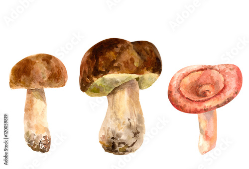 Set of mushrooms, boletus and pink russule on white background, watercolor painting, vintage style, botanical illustration