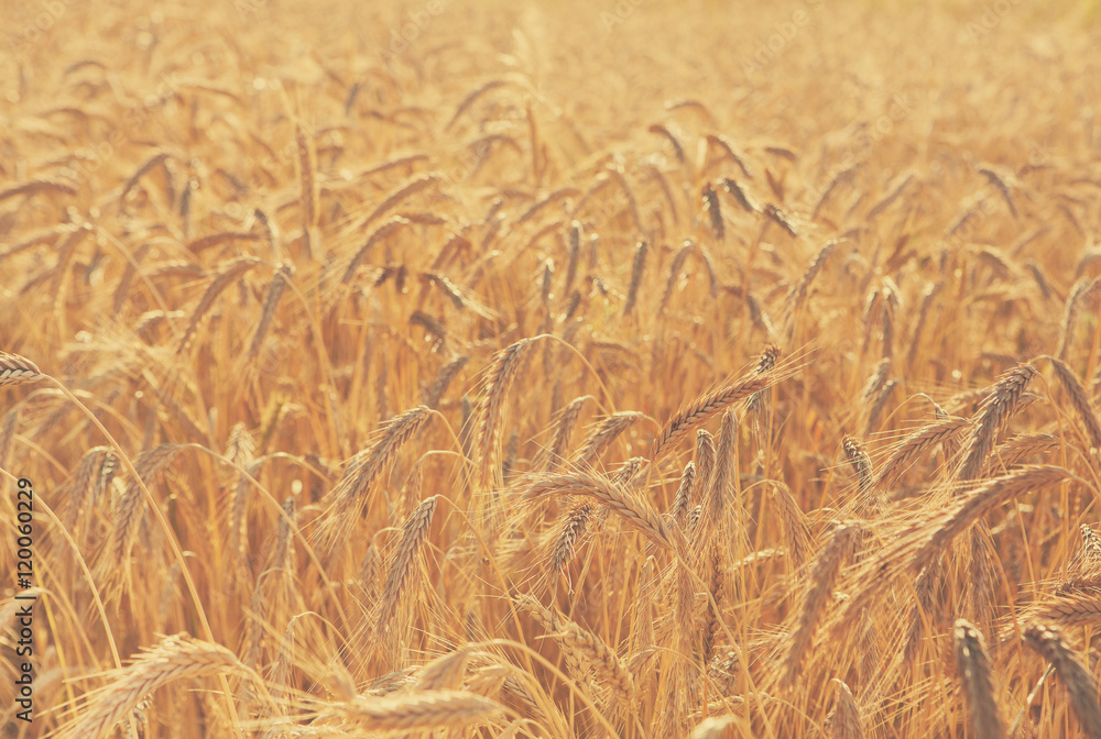 Golden wheat field, harvest and farming Golden wheat field, harvest and farming