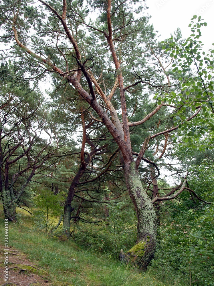 pine trees on HEL peninsula on Baltic sea