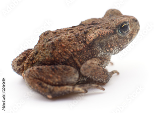 Small brown frog.