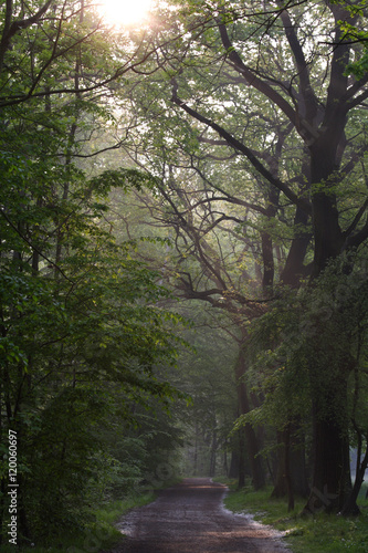 Waldweg mit einfallendem Sonnenlicht