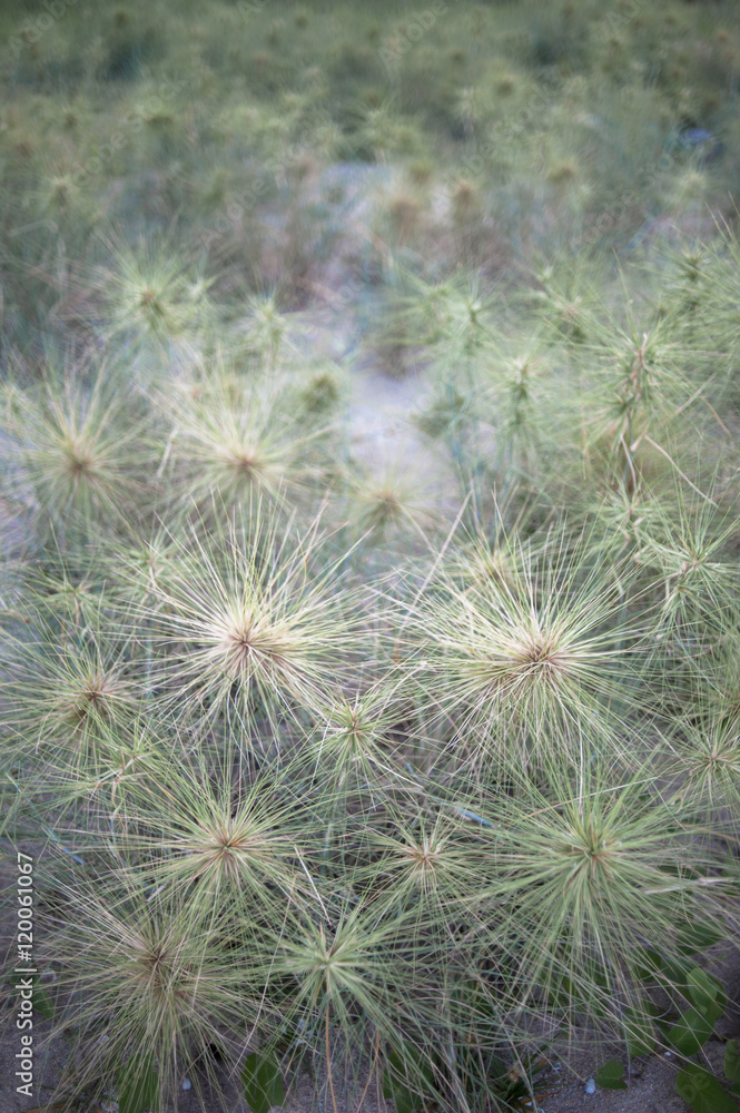 grass grass