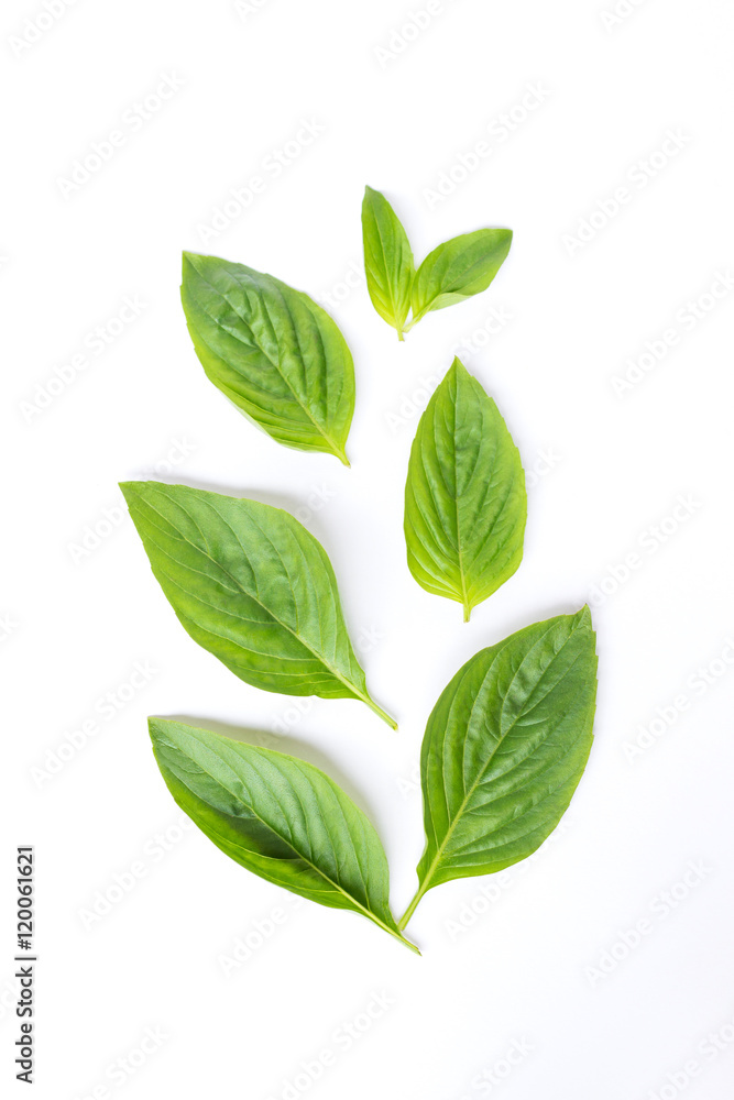 Fototapeta premium Sweet basil leaves isolated on a white background