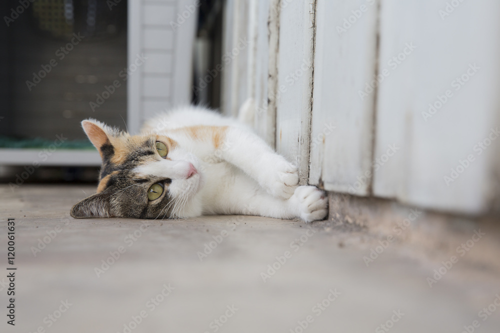 Fototapeta premium White cat lying on ground