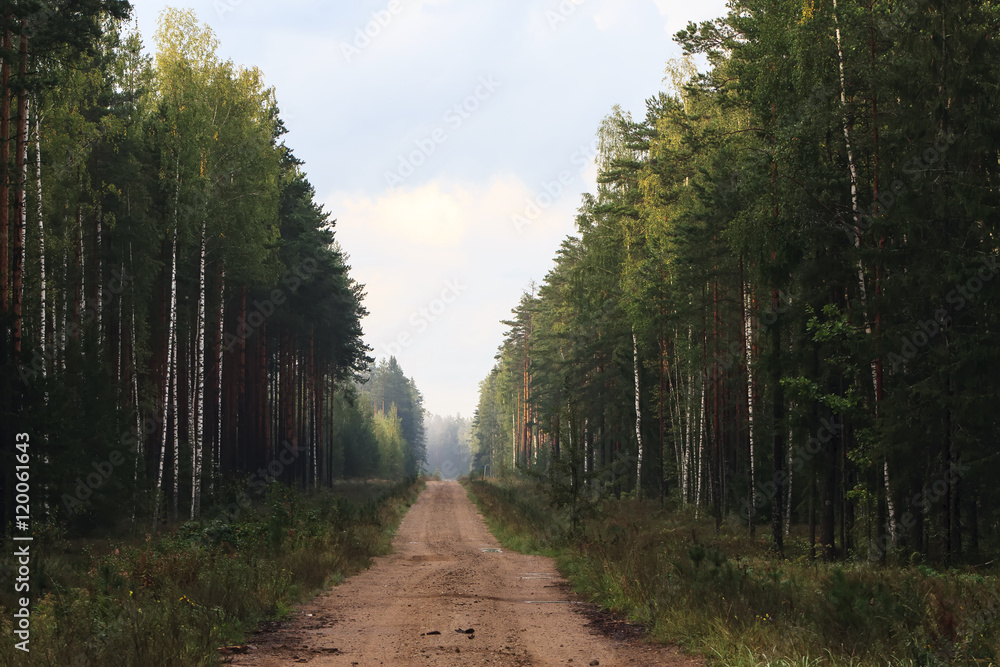 Fototapeta premium The wood after a rain