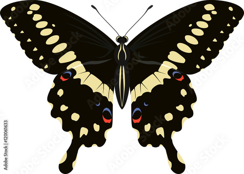 Papilio lormieri butterfly (Central Emperor Swallowtail) vector illustration