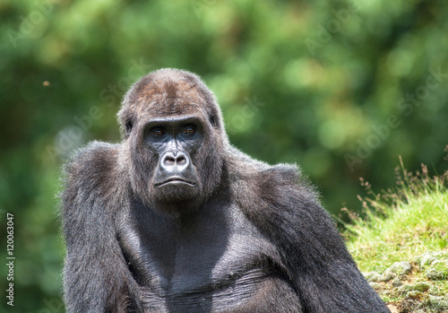 Gorille male - Gorilla - en gros plan  © guitou60