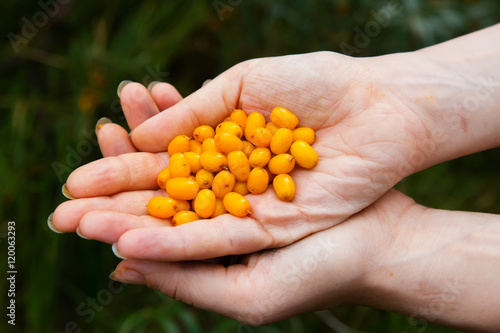 Hands holding ripe sea-buckthorn berries