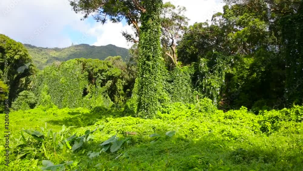 Lush Green Tropical Rainforest Flora in Oahu Hawaii Lush Green Tropical Rainforest Flora in Oahu Hawaii