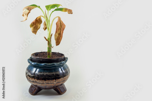 Fototapeta Ornamental dying on a white background.