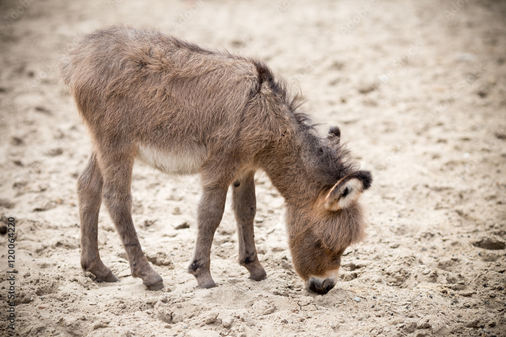 Mother and baby donkeys on the floral meadow Mother and baby donkeys on the floral meadow