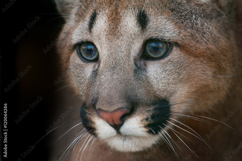 Puma portrait. Close up cougar with beautiful eyes on black background  Stock Photo | Adobe Stock