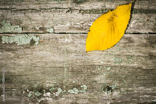 Yellow leaf on an old painted wooden surface