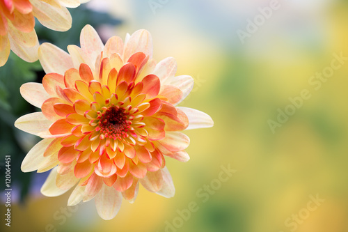 Fototapeta Naklejka Na Ścianę i Meble -  Dahlia flowers close up for yellow background.