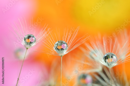 water drops and flowers