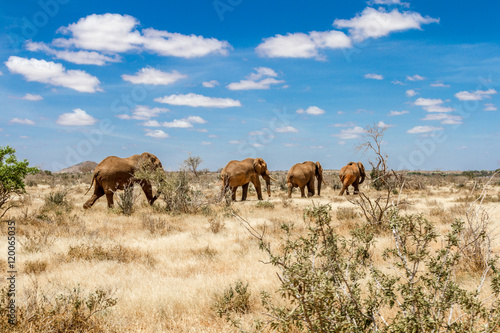 Group of elephants in the Savana  Tsavo National Park  Kenya