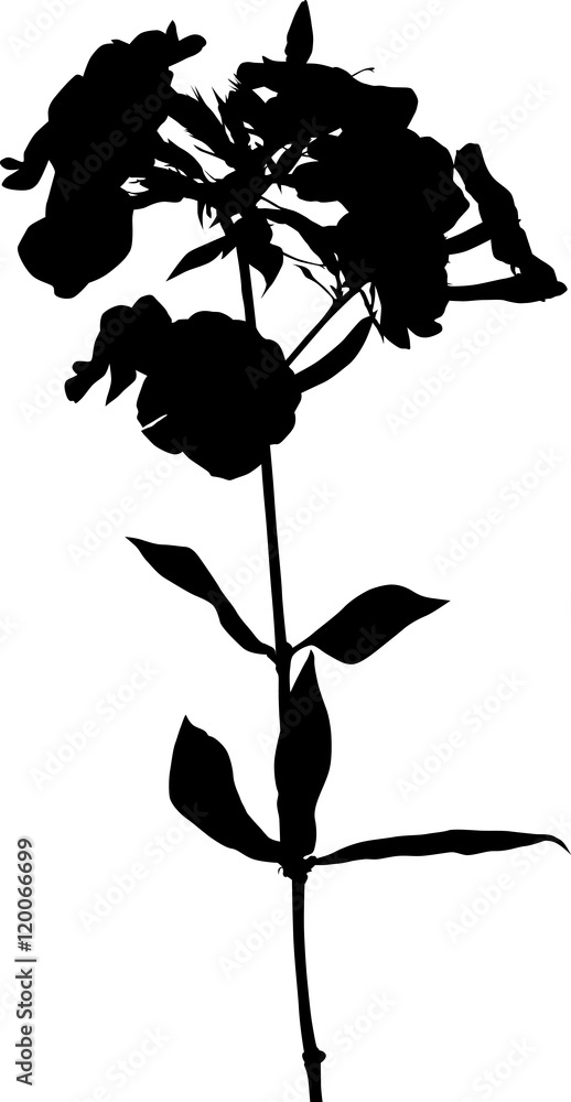 Naklejka premium Phlox silhouette on white background