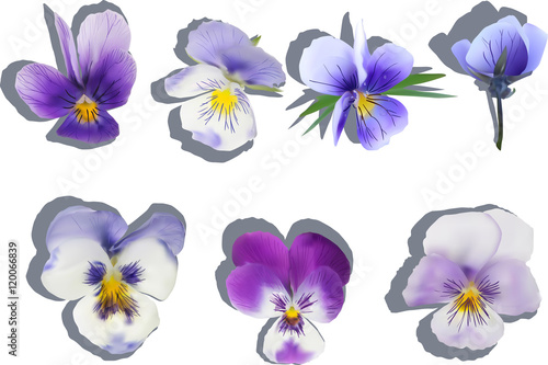 seven garden violet bloom with shadows