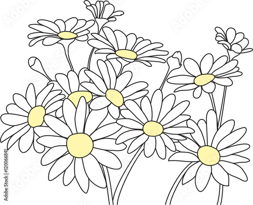 Daisies Outline