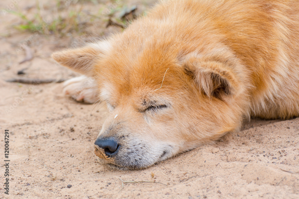 Relaxing sleeping dog Relaxing sleeping dog