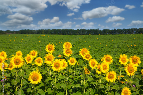 Sunflowers at blue sky background, agricultural oil farming