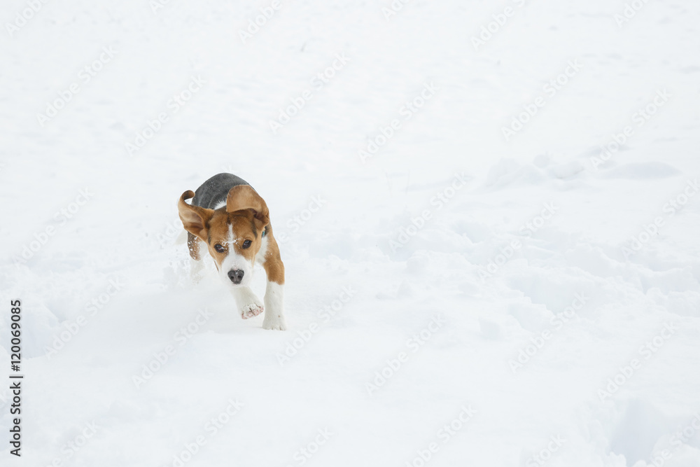 Dog running and jumping through snow in a winter landscape, enjoying freedom in nature. Animal rights, happiness, active and healthy pet concept. .