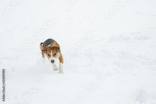 Fototapeta Naklejka Na Ścianę i Meble -  Dog running and jumping through snow in a winter landscape, enjoying freedom in nature. Animal rights, happiness, active and healthy pet concept. .