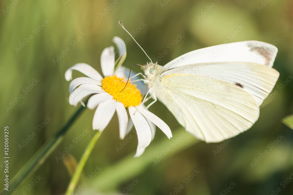 Closeup of a cabbage white butterfly feeding on nectar on a flower Closeup of a cabbage white butterfly feeding on nectar on a flower