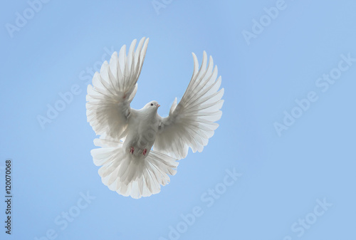 White dove flying