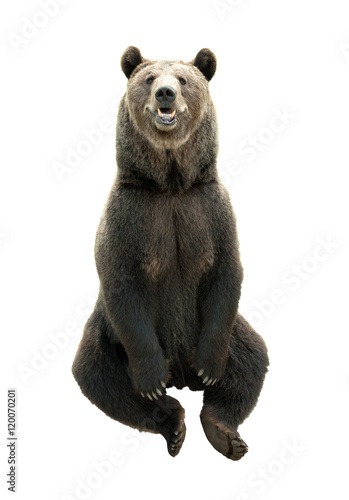 Big brown bear isolated on white background, predator