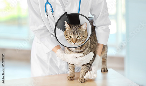 Veterinarian doctor with ca...