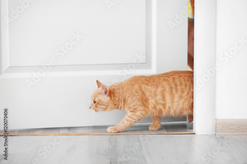 Fototapeta Naklejka Na Ścianę i Meble -  Curious cat entering room