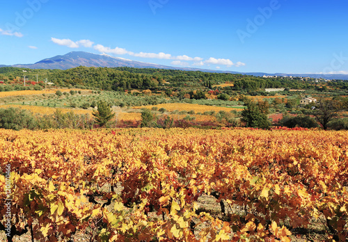 Les vignes en automne au pied du mont Ventoux