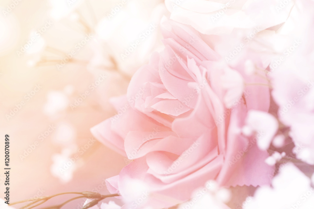 close up pink rose sweet love concept.