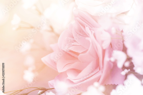 Fototapeta Naklejka Na Ścianę i Meble -  close up pink rose sweet love concept.