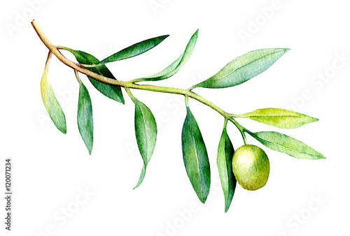 Watercolor illustration of olive branch isolated on white background.