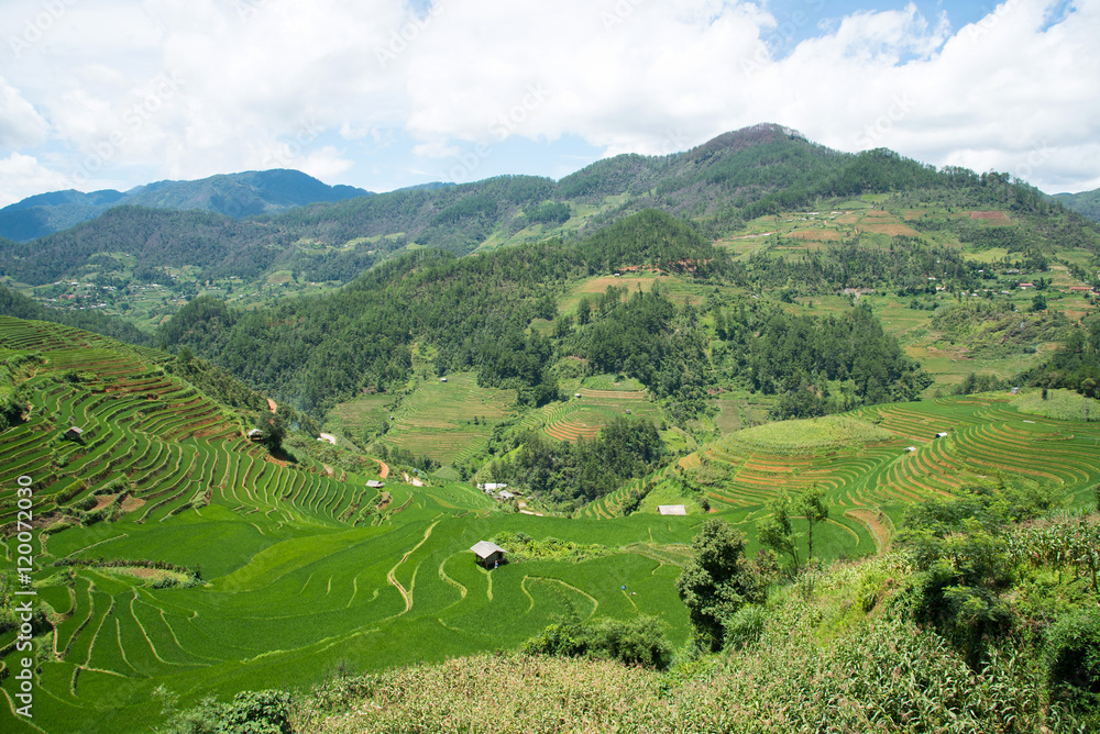 Agriculture Green Rice fields and rice terraced on mountain at SAPA, Lao Cai, Mu Cang Chai, Vietnam. The most of area is rice terraced. nature and landscape rice fields Agriculture Green Rice fields and rice terraced on mountain at SAPA, Lao Cai, Mu Cang Chai, Vietnam. The most of area is rice terraced. nature and landscape rice fields
