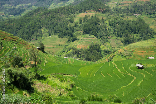 Agriculture Green Rice fields and rice terraced on mountain at SAPA  Lao Cai  Mu Cang Chai  Vietnam. The most of area is rice terraced. nature and landscape rice fields