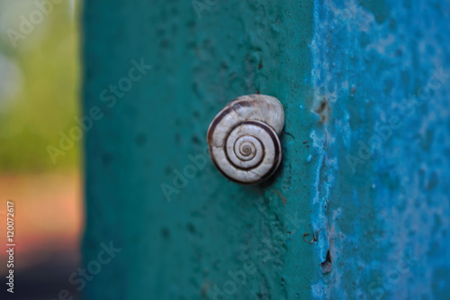 Snail shell on a blue fence