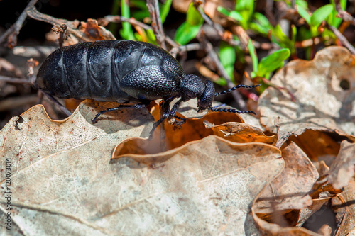 poisonous beetle hiding in a leaf