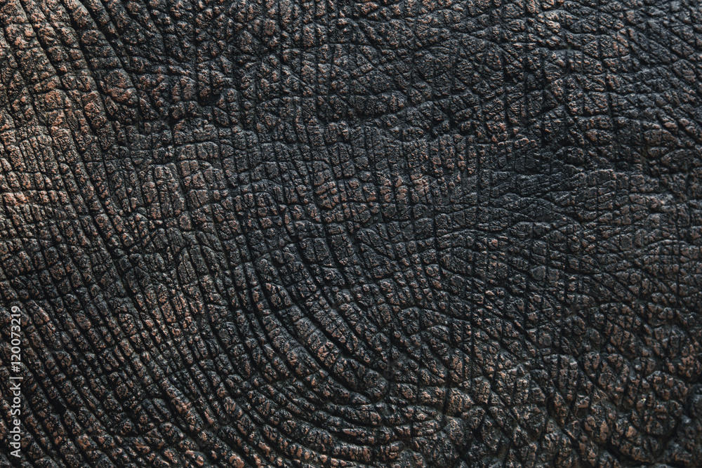 elephant skin texture black and white or background. Stock Photo