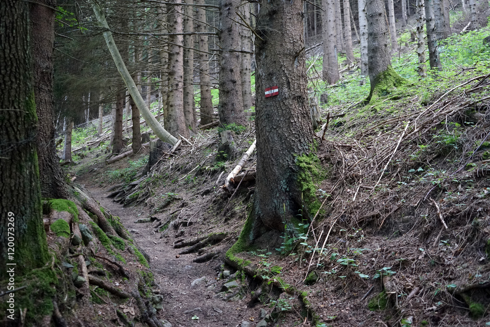 Obraz premium Hiking trail in forest