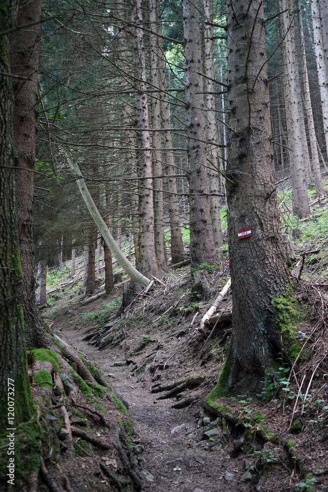 Obraz premium Hiking trail