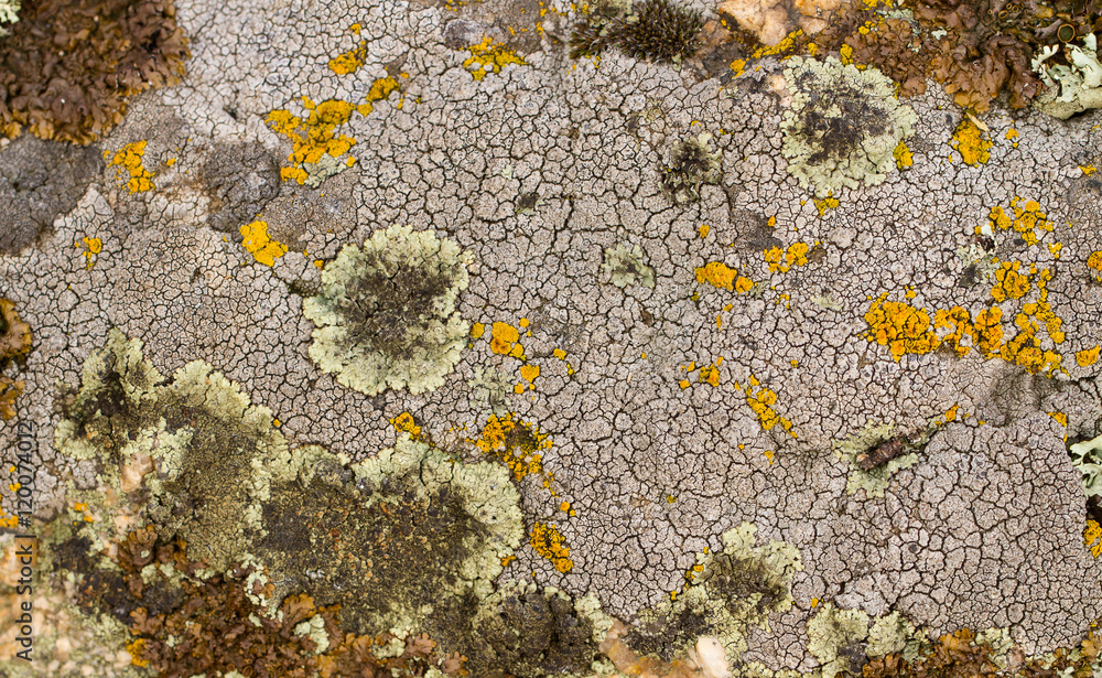 Bright and dark lichen. /light and dark lichen on the stone. close-up, macro. Bright and dark lichen. /light and dark lichen on the stone. close-up, macro.