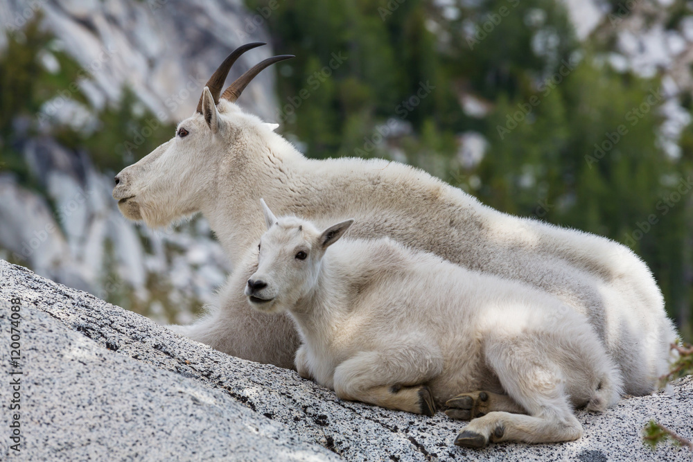 Naklejka premium Mountain goat